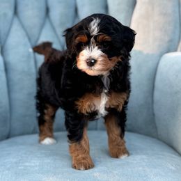 Daisy - Bernedoodle