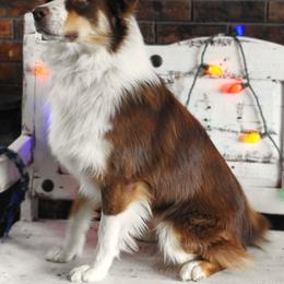 Austin - Australian Shepherd