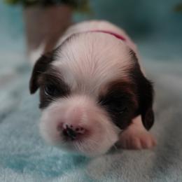 Cavatzu Puppies from Villanueva Puppies
