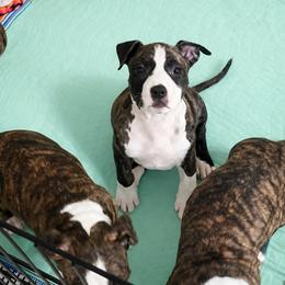 Olive Oyl - Black brindle female American Staffordshire Terrier puppy in Marietta, Georgia from Ambition Amstaffs