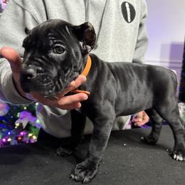 Orange - Black female Cane Corso puppy in Norwalk, California from Gaxx Corsos