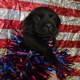 Boy 3 - Black male Labrador Retriever puppy in Holyoke, Massachusetts from Urban Oak Labradors LLC