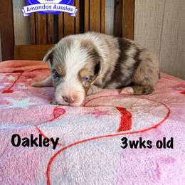 RMM orange collar - Red merle male Australian Shepherd puppy in Greenville, Texas from Amandas Aussies