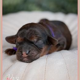 Alli - Brown female Cockapoo puppy in Connersville, Indiana from Deaz Doodle Ranch