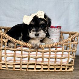 Daytona - Black and silver female Miniature Schnauzer puppy in Huntington, Utah from Schnauzers on Robinson Lane