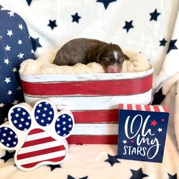 Leanne - female Golden Mountain Doodle puppy in Victoria, Texas from Deidre's Doodles