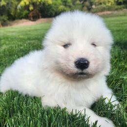 Shadow - White male Samoyed puppy in Morgan, Utah from Carriage Court Kennels