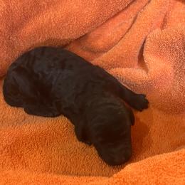 Smudge - Black male Poodle puppy in Flora, Illinois from Hanging Rock Poodles
