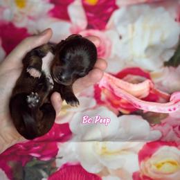 Dachshund Puppies from Royal Bloodline Canines