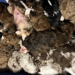 Aussiedoodle puppies from SBA Aussies