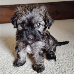 Hope - Red sable female Havanese puppy in Kinston, North Carolina from Court Jester Havanese and Prissy Diva Russian Salon Dogs