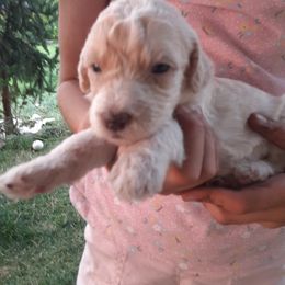 Girl 3 - Labradoodle puppy from Trinity Labradoodles