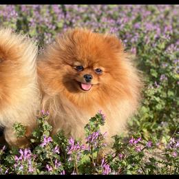 Pomeranian puppies from DandyLion Pomeranian