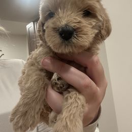 Girl 2 - Parti female Goldendoodle puppy in Wittenberg, Wisconsin from Cedar River Kennel