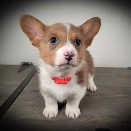 German Shepherd and Pembroke Welsh Corgi Puppies from J&R Shepherds & Corgis