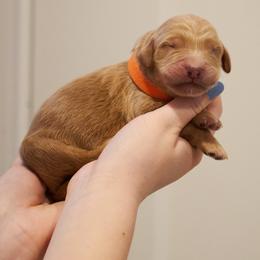 Mufasa - Orange collar - Apricot male Goldendoodle puppy in Arlington, Washington from Anderson Goldendoodles
