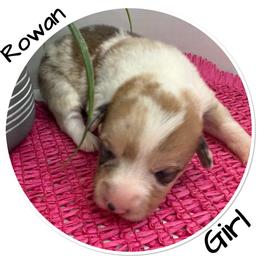 Rowan - Red merle and white female American Corgi puppy in Scottown, Ohio from Wyndy Ridge Corgis