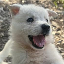 Boy 1 - White male Berger Blanc Suisse puppy in Bexar County, Texas from Scenic Creek German Shepherds and White Swiss Shepherds