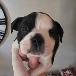 MOBY - Black and white male Boston Terrier puppy in Anderson, South Carolina from Lola’s House of Bostons & Rescue