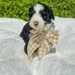 Aussiedoodle and Bernedoodle Puppies from Magnolia Grove Farms