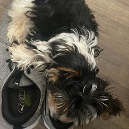 Yorkshire Terriers from MM Kennels