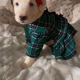 Border Collie Australian mi - Saddleback sable female Border Collie puppy in Paradise, California from Richview Shihtzu