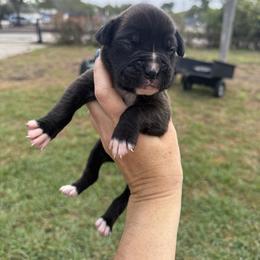 Jake - Brindle male Boxer puppy in Florida from BNF Boxers