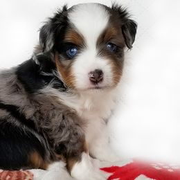 Toy Australian Shepherd Puppies from Shebang Aussies