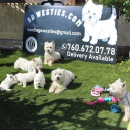 West Highland White Terrier Puppies from San Diego Westies