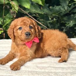 Rosie OFA - Red female Cavapoo puppy in Falmouth, Michigan from Dyer Lake Newfoundland’s