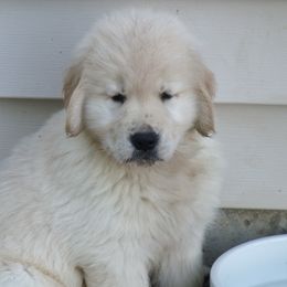 Golden Retriever Puppies from Huntleigh Goldens