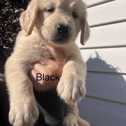Black - Golden male Golden Retriever puppy in Jesup, Georgia from Painted Platinum Retrievers (Painted Platinum Kennel) PPK