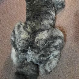 Poodle Puppies from Sapphire Poodles