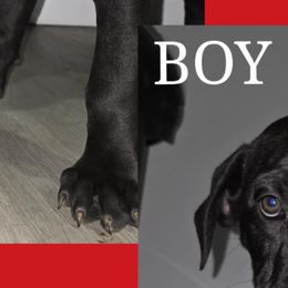 Cane Corso from Angel Ballard