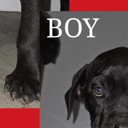 Cane Corso from Angel Ballard