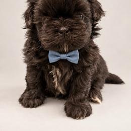 August 'Auggie' - Black male Shih Tzu puppy in Montgomery, Texas from Furbourne Farm