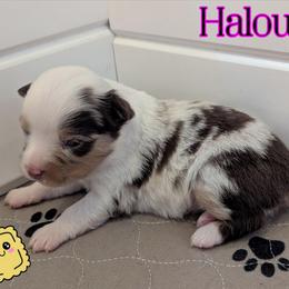 Haloumi - Red merle female Toy Australian Shepherd puppy in Mountain Home, Idaho from LJK Boxers & Toy Aussies