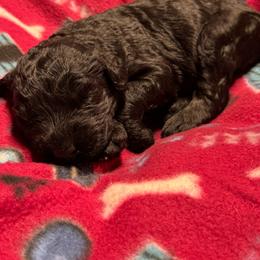 Female 2 - Black female Giant Schnauzer puppy in Pearland, Texas from K & S Schnauzers