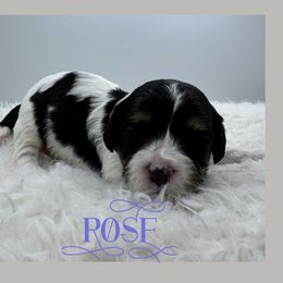 Rose - Tri-color female Cavachon puppy in Awendaw, South Carolina from LierChonPoo