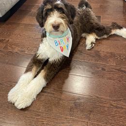 Aussiedoodle and Australian Shepherd Puppies from Junipersdoodles