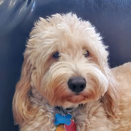 Abraham - Goldendoodle