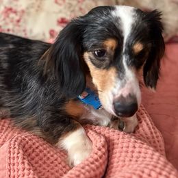 Dachshunds from The Teacup Homestead Miniature Dachshunds