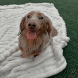 Arlo - Dachshund