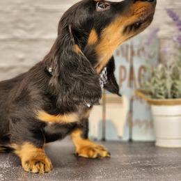 Dachshund Puppies from Madra's Dashing Doxies