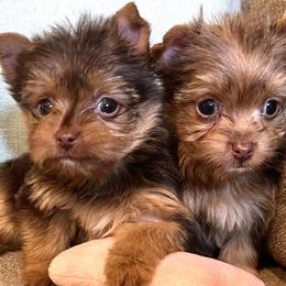 Yorkshire Terriers from Bluff City Yorkies