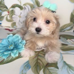 Bubbles - Cream female Maltipoo puppy in West Jordan, Utah from Mid Sized Maltipoos and More LLC