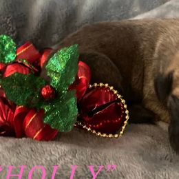 Holly - Great Dane puppy in Loris, South Carolina from Outback Danes