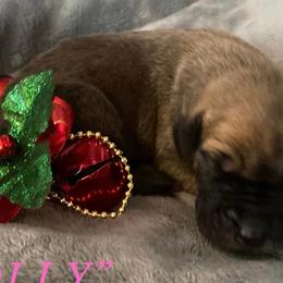 Holly - Great Dane puppy in Loris, South Carolina from Outback Danes