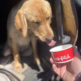 Labrador Retriever Puppies from Sycamore Kennels