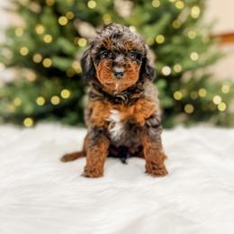 Aussiedoodle and Bernedoodle Puppies from Steindoodles